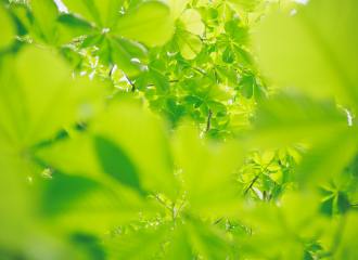 Green leaves and blossom